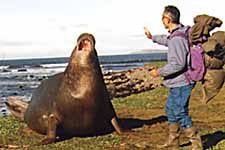 Elphant de mer / presqu'le de Courbet, Kerguelen