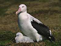 Un grand Albatros et son petit / archipel des Crozet